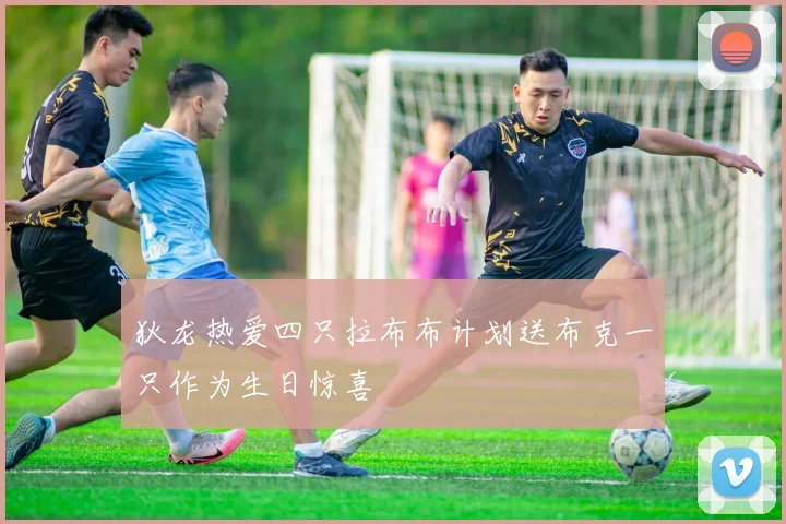 狄龙热爱四只拉布布计划送布克一只作为生日惊喜